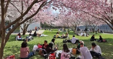 الربيع برائحة الكرز.. تفتح الأزهار يزين الطبيعة بلوحات خلابة فى سويسرا