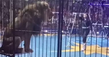 المئات يتابعون 12 عرضا للسيرك فى كفر الشيخ.. فيديو