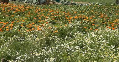 حقول الفيوم.. مملكة النباتات الطبية والعطرية على أرض مصر