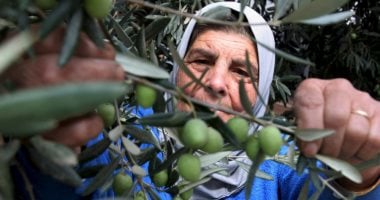 "يَكَادُ زَيْتُهَا يُضِيءُ وَلَوْ لَمْ تَمْسَسْهُ نَارٌ".. اليوم العالمى لشجرة الزيتون