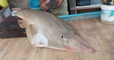 السمكة الضاحكة.. حكاية أشهر سمكة فى أسواق دمياط
