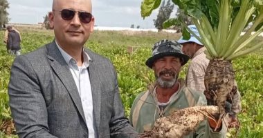 زراعة الغربية تشارك فى حصاد البنجر بمزارع شركة الدلتا للسكر بكفر الشيخ