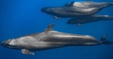 بيوت الدلافين فى البحر الأحمر.. كنوز بحرية تجذب عشاق الطبيعة حول العالم وتدعم السياحة البيئية.. القاتل الكاذب وريسو وقصير الزعنفة أبرز الأنواع.. والفانوس والعرق وصمداي وسطايح أشهر مناطق تواجدها.. صور