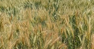 زراعات القمح