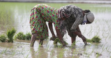 موسم زراعة الأرز فى الهند بعد تصدرها الإنتاج العالمى للمحصول