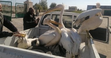 إطلاق17 بجعة بمحمية أشتوم الجميل بعد مصادرتها من أسواق مدن القناة.. صور