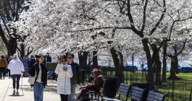 أزهار الكرز تزهر فى واشنطن.. المدينة تتلألأ بألوان الربيع الساحرة