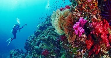 عالم خفي في أعماق البحر الأحمر.. شعاب داديلوس جنة لا يراها إلا المحترفون