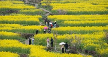 موسم الجمال الذهبي.. موسم الربيع يزين حدائق الصين