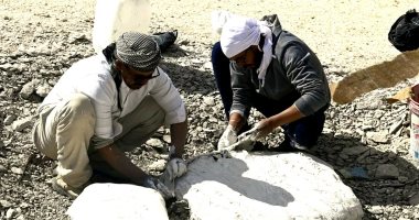  رصد بقايا أول سلحفاة بحرية عمرها 65 مليون سنة من العصر الكريتاسى فى الوادى الجديد.. الاكتشاف إضافة نوعية للسجل الأحفورى بمصر وأفريقيا.. وتسجيل أول سمكة مفترسة بأسنان من العصر الطباشيرى  فى الداخلة.. صور