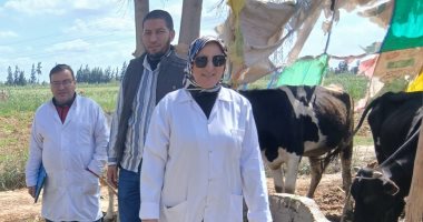 تحصين 64 ألف رأس ماشية ضد الجلد العقدى وجدرى الأغنام بالبحيرة