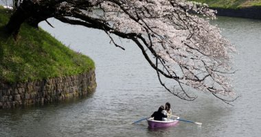 حدائق اليابان تتزين بقدوم فصل الربيع