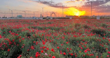 متنزه ربيع الصداوى.. وجهة طبيعية تعكس جمال الربيع بـ"حفر الباطن" فى السعودية