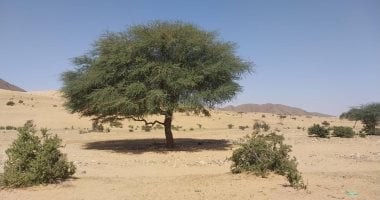 أشجار منتشرة فى الصحراء الشرقية