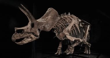 هيكل عظمى لديناصور عمره 66 مليون عام يحصد 5.5 مليون دولار فى مزاد إلكترونى