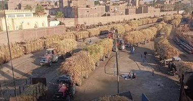 موسم توريد قصب السكر من المزارع بقرى ونجوع الأقصر