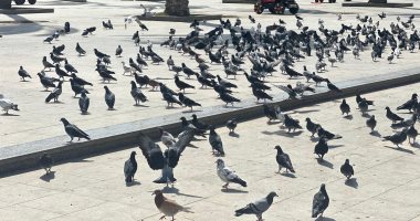 سحر المدينة الباسلة ساحة الحمام أيقونة الجمال والسلام فى بورسعيد