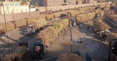 توريد محصول قصب السكر لمصانع أرمنت بالأقصر