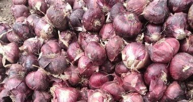 الغربية تحتل الصدارة فى زراعة وتصدير البصل الأحمر الطنطاوى.. أحد المصدرين: طنطا تشتهر بزراعة أفضل أنواع البصل المطلوبة فى السوقَين المحلي والدولي.. والبصل الصعيدى يحتل المركز الثانى.. صور