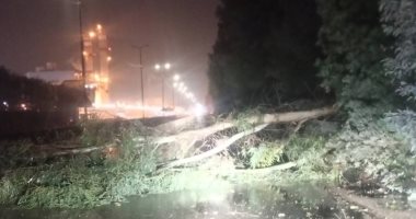تكسير فروع الأشجار وسقوط لافتات بسبب شدة الرياح بالقليوبية.. صور