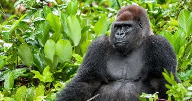 القردة العليا.. ما علاقتهم بالبشر؟