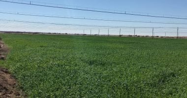 إنتاجية عالية لزراعة القمح بنظم الرى المطرى