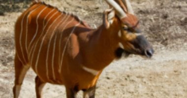 ظباء البونجو المهددة بالانقراض 