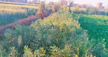 الفول البلدى