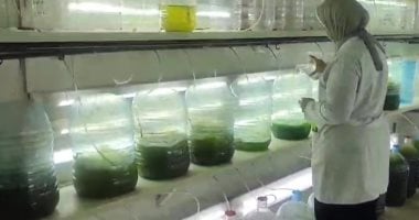 تفاصيل إنتاج سلالات جديدة من سمكة البورى الطوبار بالمعهد القومى لعلوم البحار بالإسكندرية.. النتائج تثبت الحفاظ على البيئة ودعم الثروة السمكية بدلاً من استخدام الزريعة من البحر.. وبداية طرحة للمزارع بـ2027.. صور