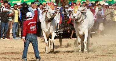 المغامرة والإثارة.. فعاليات سباقات عربات الثيران التقليدية فى كمبوديا