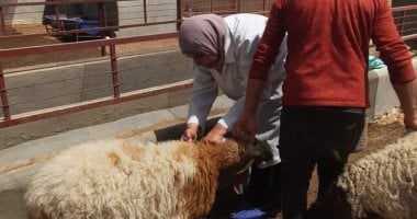 استمرار الحملة القومية لمكافحة الجلد العقدي وجدري الأغنام بالإسماعيلية