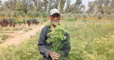 حصاد الشمر بمزارع الشرقية.. يصدر إلى الدول الأوروبية بنسبة 95%.. فيديو