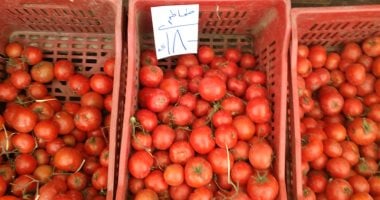 الطماطم بمنافذ المجمعات الاستهلاكية