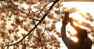  أزهار الكرز تزين الحدائق من طوكيو إلى واشنطن