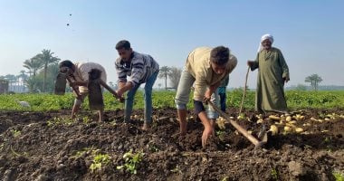 "الذهب الأصفر" فى البدرشين