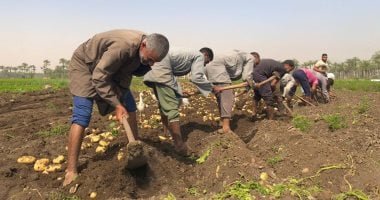 حصاد البطاطس فى البدرشين 