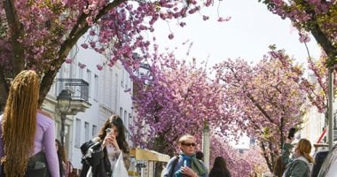 تفتح أزهار الكرز فى شوارع ألمانيا