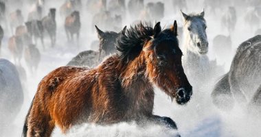 لوحات بديعة من صنع الطبيعة.. الخيول البرية فى الصين