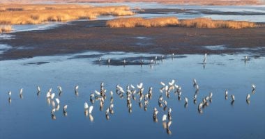 بحيرات الصين تستقبل أسراب الطيور المهاجرة بعد عودتها من الرحلة السنوية