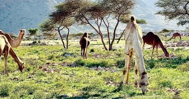 جمال الطبيعة فى مدينة حلايب
