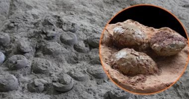 اكتشاف عش ديناصورات يحتوى على بيض متحجر عمره 72 مليون عام فى إسبانيا
