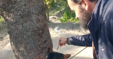 حملة ميدانية لتحصين الكلاب ضد مرض السعار فى 6 مراكز بكفر الشيخ.. صور