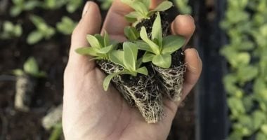 اليوم العالمى لتقدير النباتات 13 أبريل واحتفاء عالمى بالخضرة وفوائدها