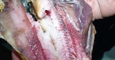 أسماك مملحة