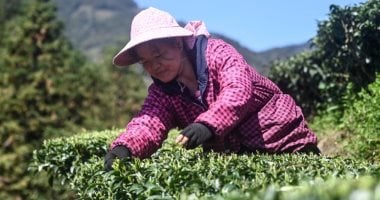 موسم قطاف أوراق الشاى فى الصين
