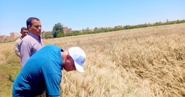 جولات ميدانية لوكيل زراعة أسيوط لمتابعة محصول القمح والمزرعة الإرشادية