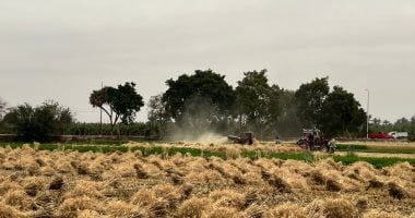 فرحة كل عام تعود.. المزارعون يحصدون الصبر وبداية مرحلة حصاد القمح والتوريد بقنا.. صور