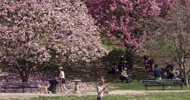 ربيع نيويورك يزدهر بأزهاره الجذابة.. والزوار يستمتعون بجمال الطبيعة