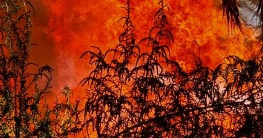 السيطرة على حريق فى مزارع نخيل بقرية العوينة بالداخلة 