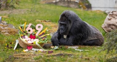 فاتو تحتفل بعيد ميلادها